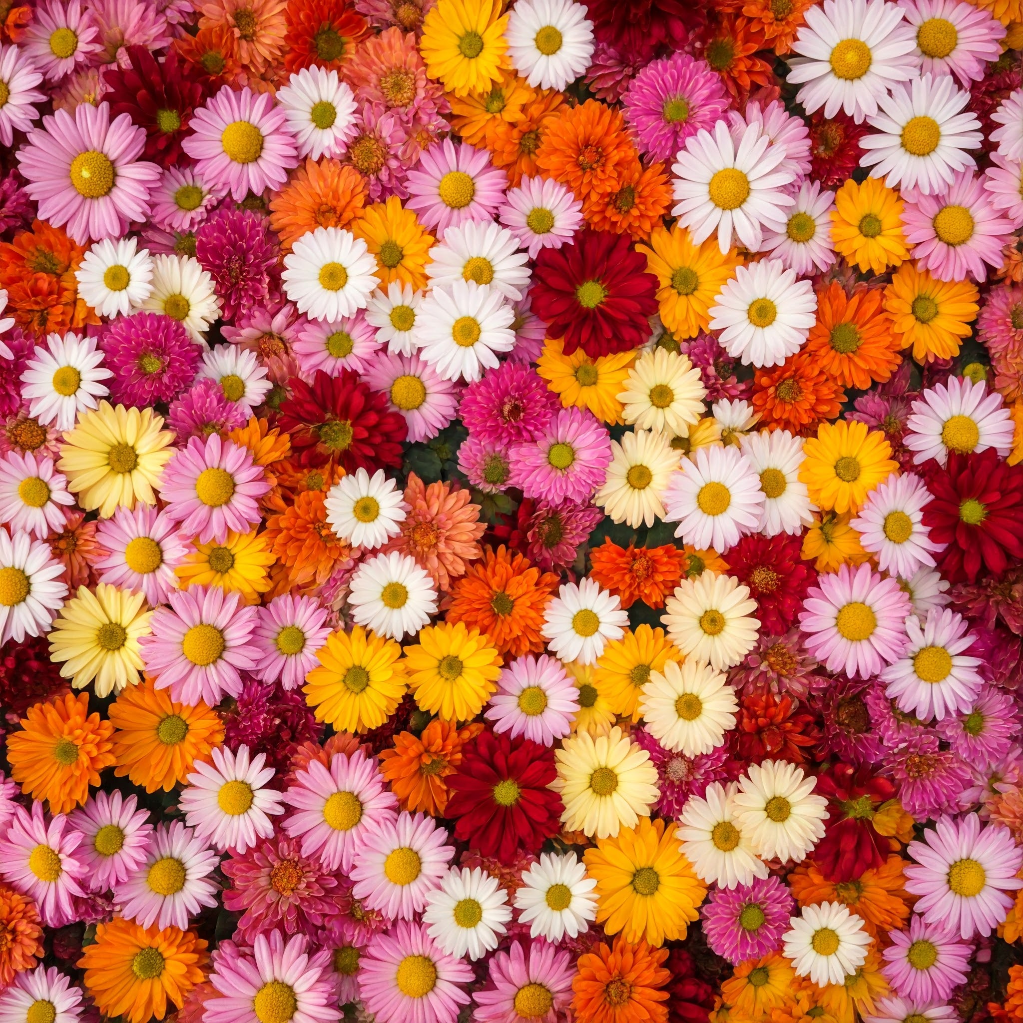 Gemini_Generated_Image_508fbc508fbc508f